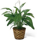 The Spathiphyllum (Peace Lily) Plant from Parkway Florist in Pittsburgh PA